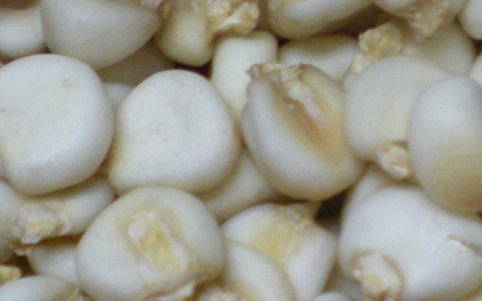 maiz mote