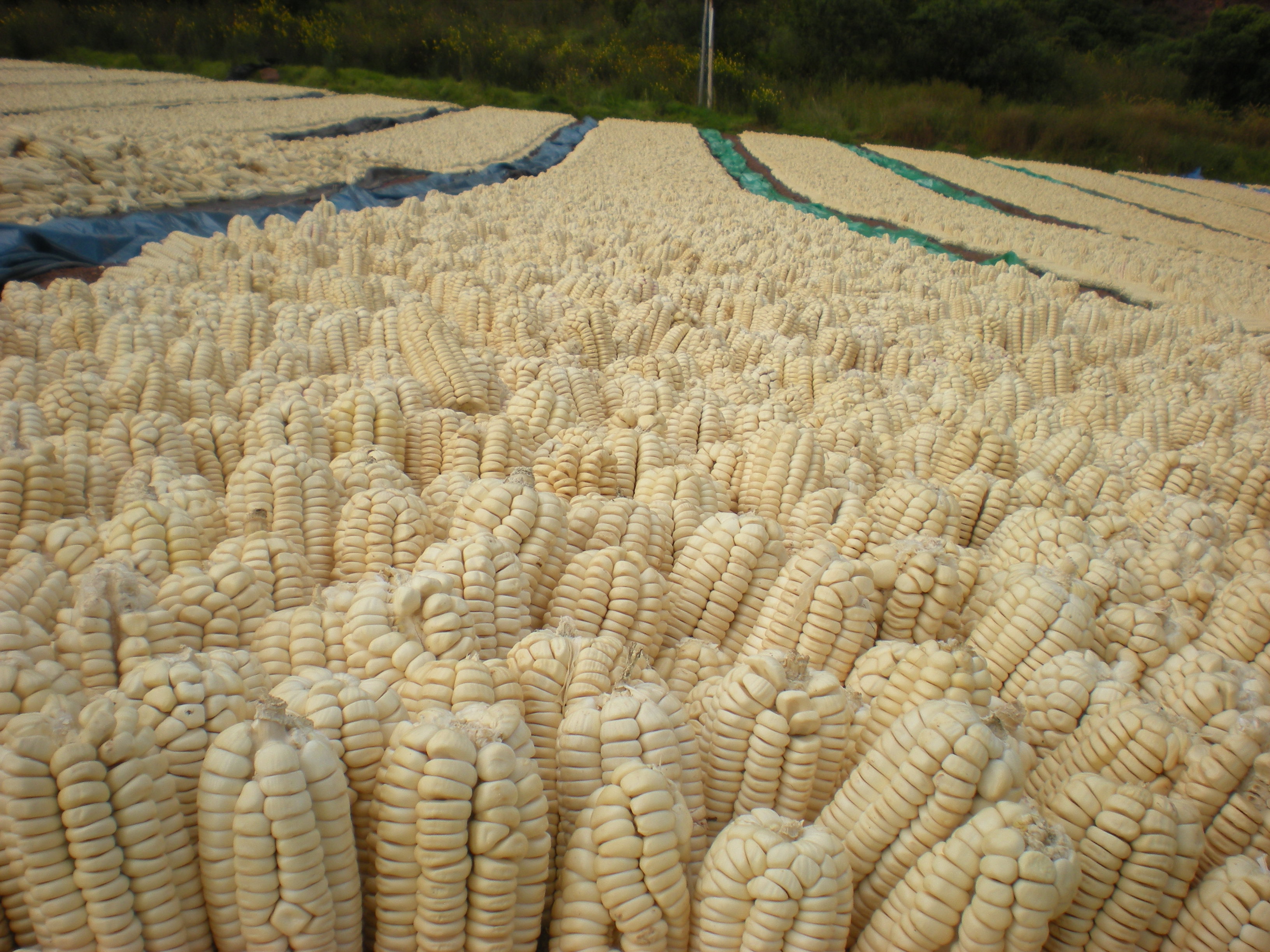 Productos andinos de alta calidad